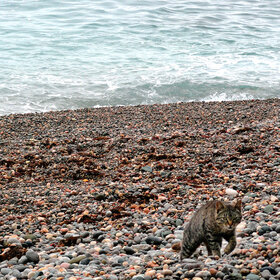 ����. ��������. ��������� �������