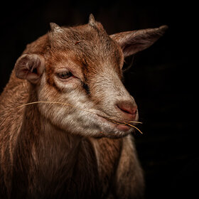 ����. ��������. ��������