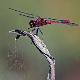 ����. ���� ��������. ****