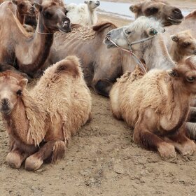 ���� ��������. ����������