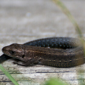 ����� ���� ��������. �������