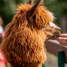 ����. ����� ��������. ����� ��������