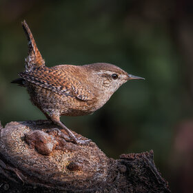 ����. ���� ��������. �����������