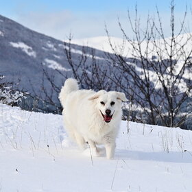 ����� ���� ��������. � �������