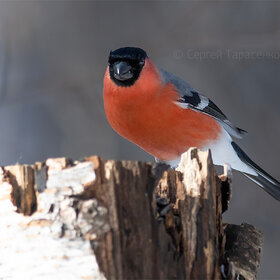 ����. ���������. �������