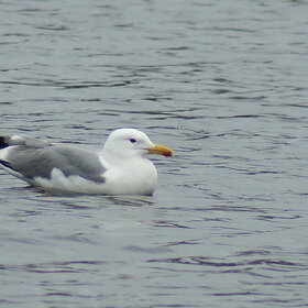 ����. ���� ��������. ����� ���������