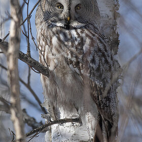 ��������� �������