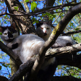 ����. ���� ��������. �����