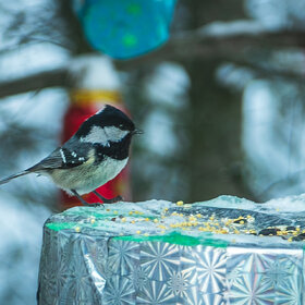 ����. �����. ������ �������� � ������.