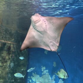 ����. ���� ��������. ����