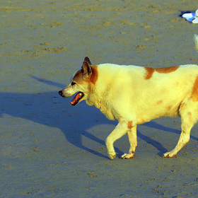 Пляжный пес*