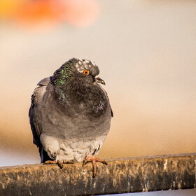 ����. ���� ��������. �����