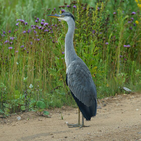 ����� ����� (Ardea cinerea)