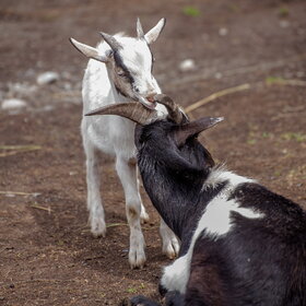 ����� ���� ��������. ���� ��������