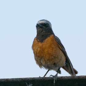 ����. �����. �����