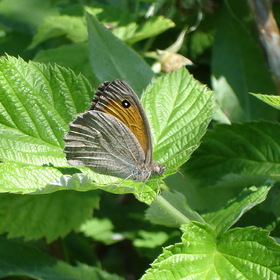 Бабочка на листьях малины