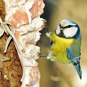 ����� ���� ��������. ���� ����� �� ������...