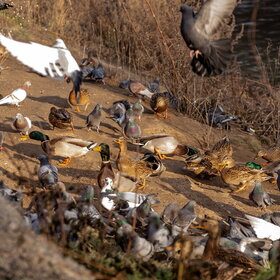 ����. ���� ��������. �����