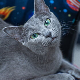 ����. ���� ��������. �������� ��������