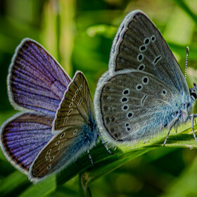 ����. ���� ��������. ��������� ������ (Cyaniris semiargus)