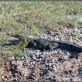 Национальный парк Яла. Крокодил