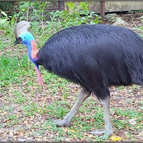 ���� ��������. ������