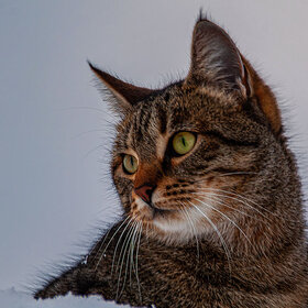 ����. ���� ��������. �����