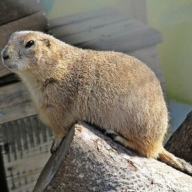 ����. ���� ��������. ������� �������