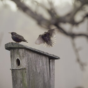 ������� ���������.