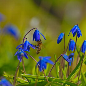 ����� ���� ��������. �������