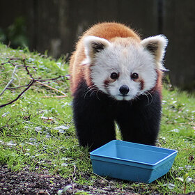 ����� ���� ��������. �� ����� �������