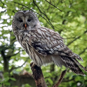 ������������� �������