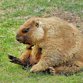 ����. �������. ���  �� ������