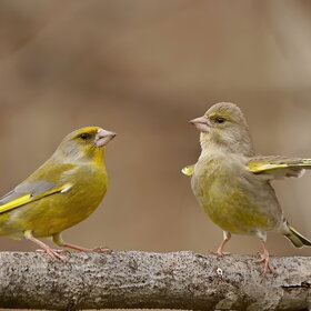   (Carduelis chloris)