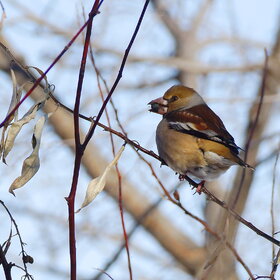 ����. ���� ��������. ������� ��������� ������� ������������ ������������ ����