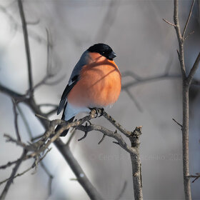 ����. ���� ��������. �������