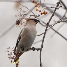 ���� ��������. �����