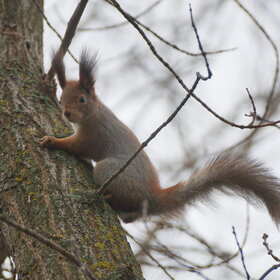 ���������� �������