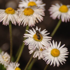 ����. ���� ��������. �������