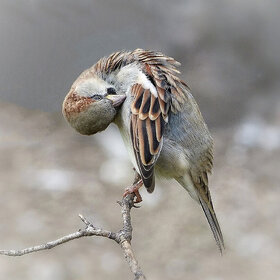 ����. ���� ��������. ��� ��� ������?