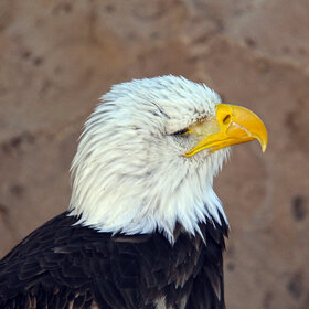 ����. ���� ��������. �������� � ���� ������� ������, ��� ��� ������� �������.