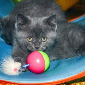 ���� ��������. �������