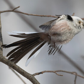 ����. ���� ��������. ������������� ������� (���������)