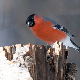 ����. ���������. �������