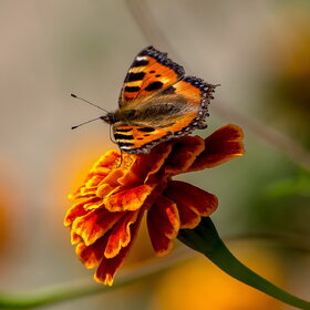 ����� ���� ��������. �������