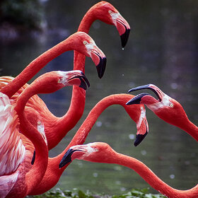 ����. ��������. �� ��������