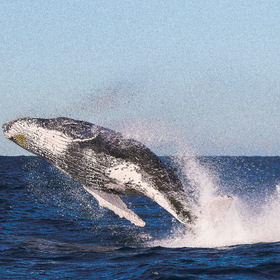 фото животных: Миграция китов у побережья Австралии