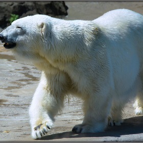 Московский зоопарк. Белый медведь
