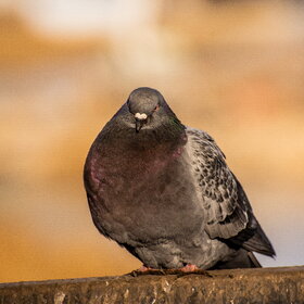 ����. ���� ��������. �����