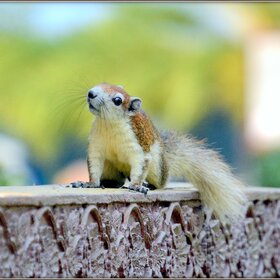 ����. �������. �����